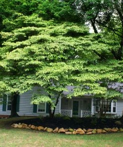Fast Growing Trees Dogwood Trees White Kousa Dogwood