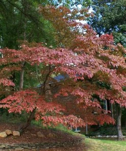 Fast Growing Trees Dogwood Trees White Kousa Dogwood