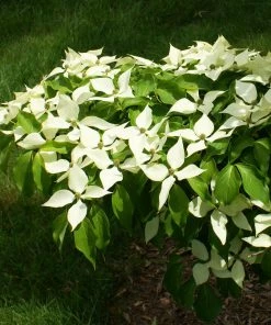 Fast Growing Trees Dogwood Trees White Kousa Dogwood