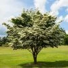 Fast Growing Trees Dogwood Trees White Kousa Dogwood