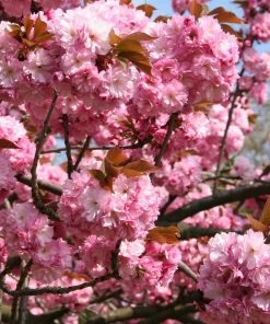Fast Growing Trees Cherry Blossom Trees Kwanzan Cherry Tree