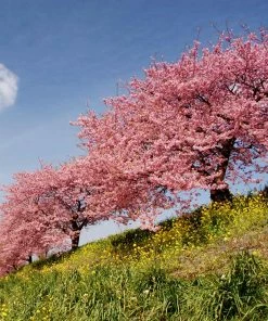Fast Growing Trees Cherry Blossom Trees Kwanzan Cherry Tree
