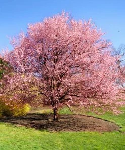 Fast Growing Trees Cherry Blossom Trees Kwanzan Cherry Tree