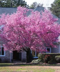 Fast Growing Trees Cherry Blossom Trees Kwanzan Cherry Tree