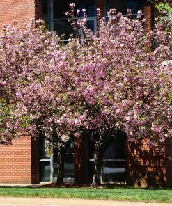 Fast Growing Trees Cherry Blossom Trees Kwanzan Cherry Tree