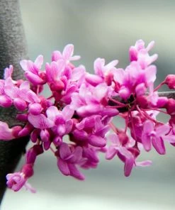 Fast Growing Trees Lavender Twist® Weeping Redbud Tree