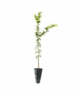 Fast Growing Trees Meyer Lemon Tree 33 Fast Growing Trees Meyer Lemon Tree