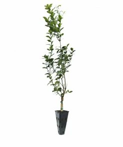 Fast Growing Trees Meyer Lemon Tree 34 Fast Growing Trees Meyer Lemon Tree