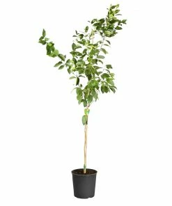 Fast Growing Trees Meyer Lemon Tree 35 Fast Growing Trees Meyer Lemon Tree