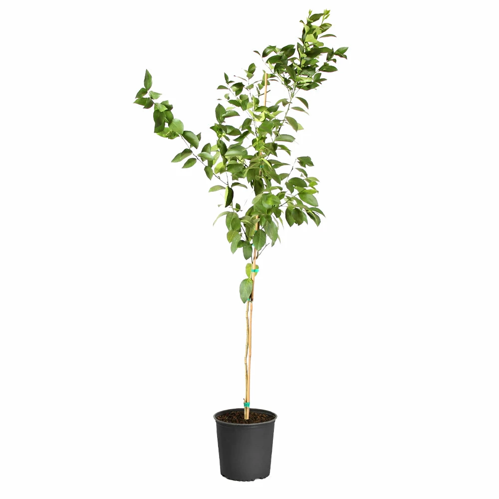 Fast Growing Trees Meyer Lemon Tree 18 Fast Growing Trees Meyer Lemon Tree