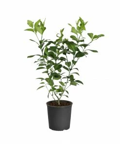 Fast Growing Trees Meyer Lemon Tree 37 Fast Growing Trees Meyer Lemon Tree