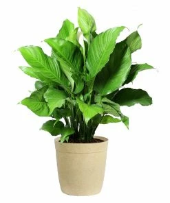 Fast Growing Trees Peace Lily Plant Air Purifying House Plants