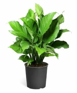 Fast Growing Trees Peace Lily Plant Air Purifying House Plants