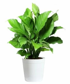 Fast Growing Trees Peace Lily Plant Air Purifying House Plants