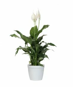 Fast Growing Trees Peace Lily Plant Air Purifying House Plants