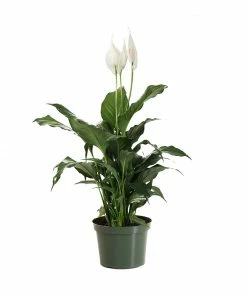 Fast Growing Trees Peace Lily Plant Air Purifying House Plants