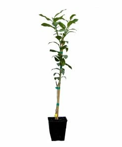 Fast Growing Trees Citrus Trees Key Lime Tree