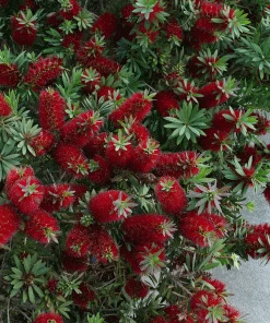 Fast Growing Trees Little John Dwarf Bottlebrush See All Shrubs & Hedges
