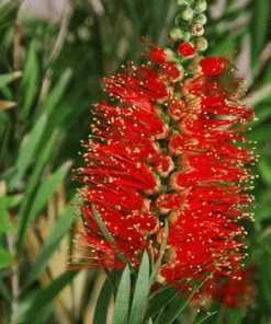 Fast Growing Trees Little John Dwarf Bottlebrush See All Shrubs & Hedges