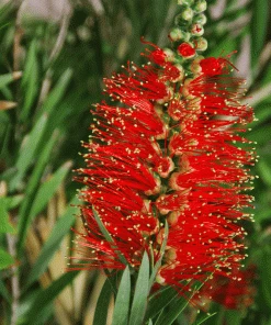 Fast Growing Trees Little John Dwarf Bottlebrush