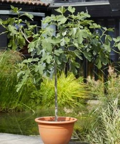 Fast Growing Trees LSU Purple Fig Tree