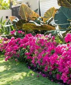 Fast Growing Trees See All Shrubs & Hedges La Jolla Bougainvillea