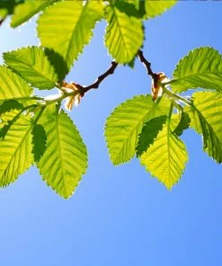 Fast Growing Trees Lacebark Chinese Elm Tree Elm Trees 13 Fast Growing Trees Lacebark Chinese Elm Tree Elm Trees