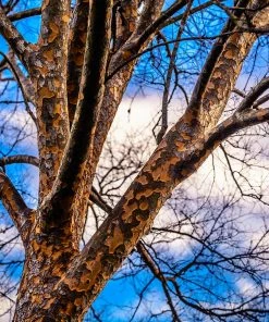 Fast Growing Trees Lacebark Chinese Elm Tree Elm Trees 12 Fast Growing Trees Lacebark Chinese Elm Tree Elm Trees