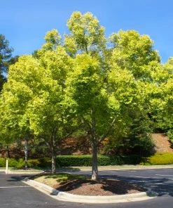 Fast Growing Trees Lacebark Chinese Elm Tree Elm Trees 14 Fast Growing Trees Lacebark Chinese Elm Tree Elm Trees