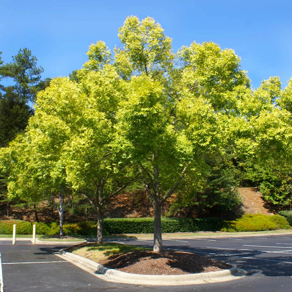 Fast Growing Trees Lacebark Chinese Elm Tree Elm Trees 8 Fast Growing Trees Lacebark Chinese Elm Tree Elm Trees