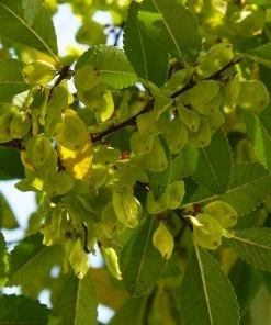 Fast Growing Trees Lacebark Chinese Elm Tree Elm Trees 15 Fast Growing Trees Lacebark Chinese Elm Tree Elm Trees
