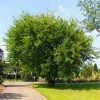 Fast Growing Trees Lacebark Chinese Elm Tree Elm Trees