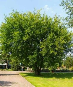 Fast Growing Trees Lacebark Chinese Elm Tree Elm Trees