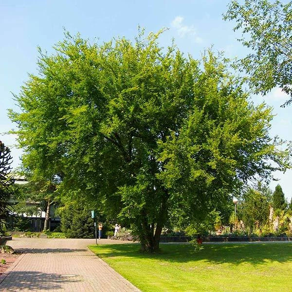Fast Growing Trees Lacebark Chinese Elm Tree Elm Trees 3 Fast Growing Trees Lacebark Chinese Elm Tree Elm Trees
