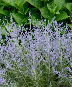 Fast Growing Trees Lacey Blue Russian Sage See All Shrubs & Hedges