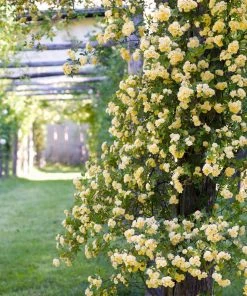 Fast Growing Trees Lady Banks Climbing Rose 9 Fast Growing Trees Lady Banks Climbing Rose