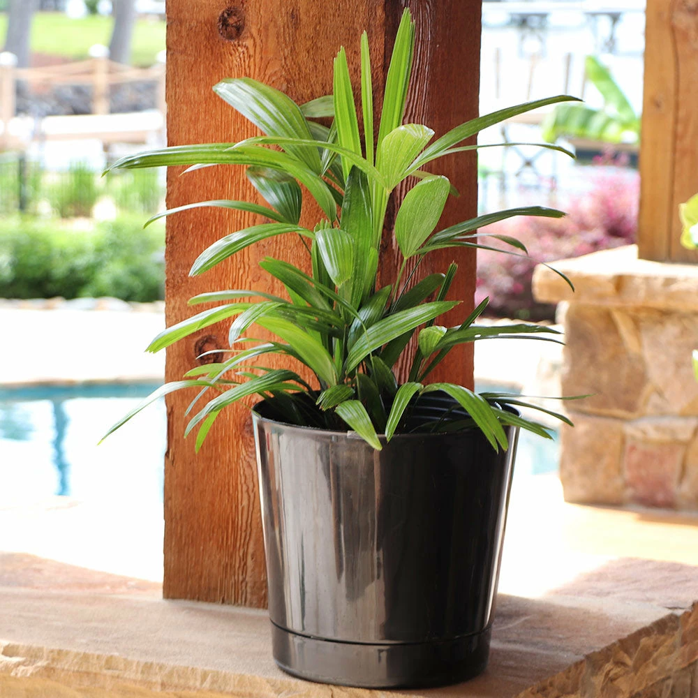 Fast Growing Trees Lady Palm Tree 9 Fast Growing Trees Lady Palm Tree