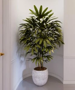 Fast Growing Trees Lady Palm Tree