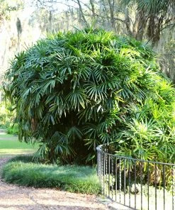 Fast Growing Trees Lady Palm Tree 14 Fast Growing Trees Lady Palm Tree