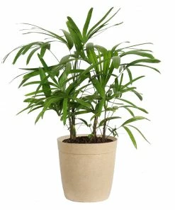 Fast Growing Trees Lady Palm Tree 20 Fast Growing Trees Lady Palm Tree