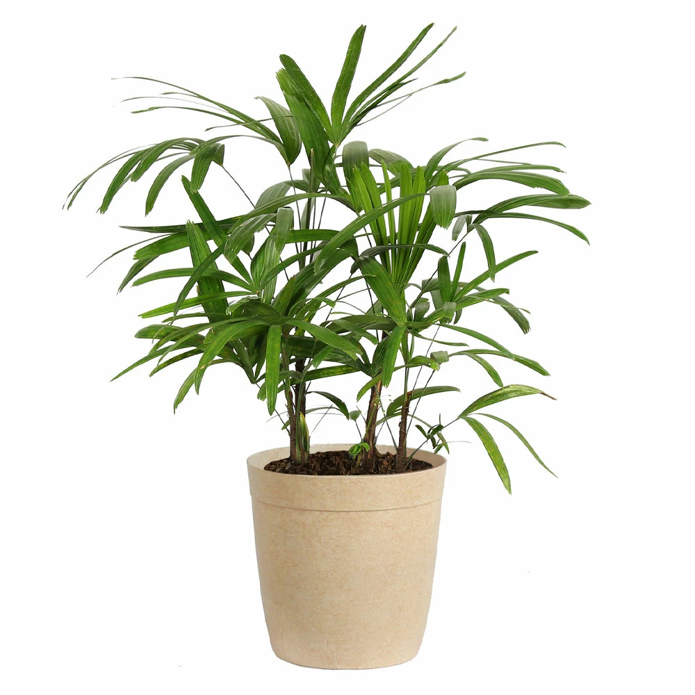 Fast Growing Trees Lady Palm Tree 11 Fast Growing Trees Lady Palm Tree
