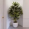 Fast Growing Trees Lady Palm Tree