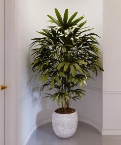 Fast Growing Trees Lady Palm Tree