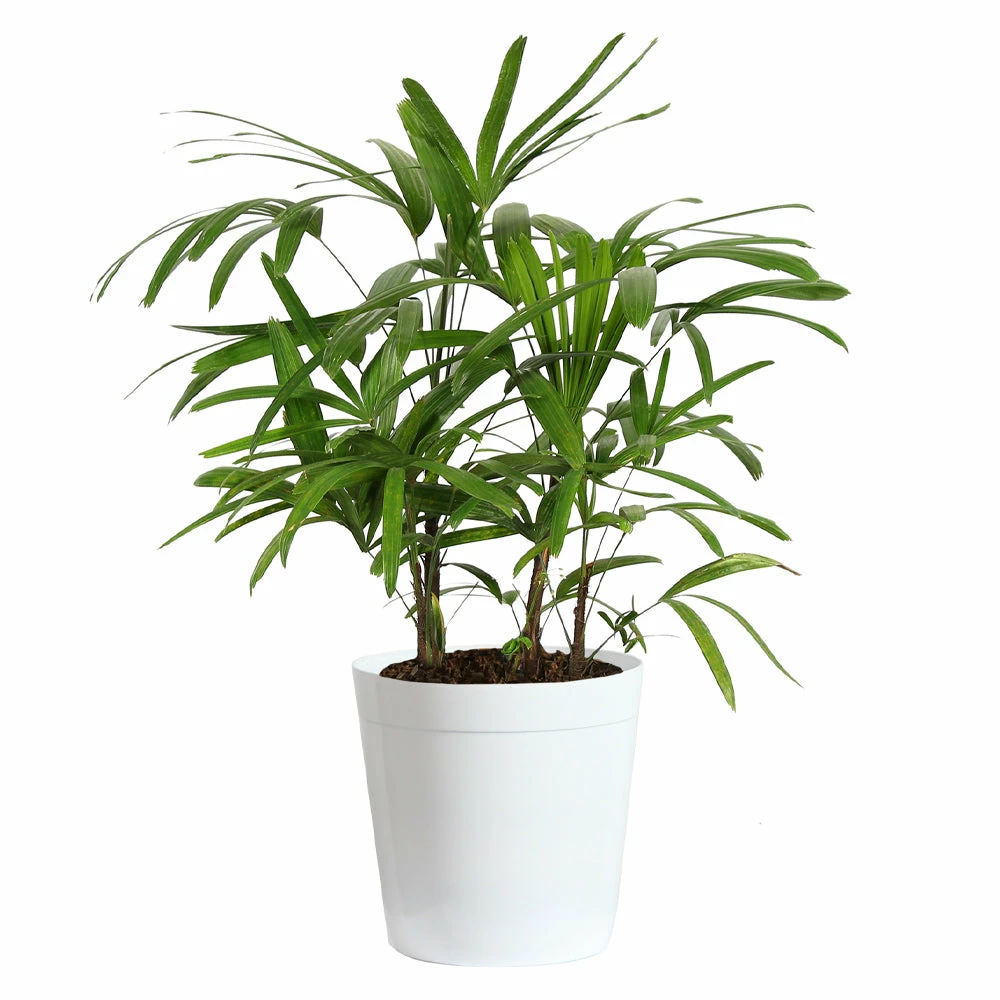 Fast Growing Trees Lady Palm Tree 10 Fast Growing Trees Lady Palm Tree