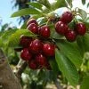 Fast Growing Trees Lapins Cherry Tree Cherry Trees 1 Fast Growing Trees Lapins Cherry Tree Cherry Trees