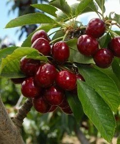 Fast Growing Trees Lapins Cherry Tree Cherry Trees