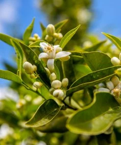 Fast Growing Trees Lane Late Navel Orange