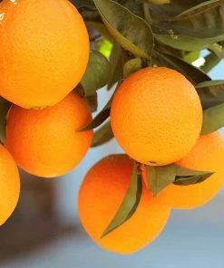 Fast Growing Trees Lane Late Navel Orange