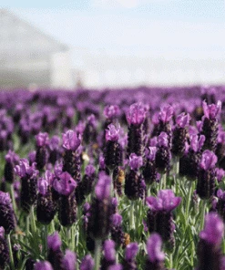 Fast Growing Trees Lavender Standard Topiary Tree 7 Fast Growing Trees Lavender Standard Topiary Tree