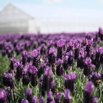 Fast Growing Trees Lavender Standard Topiary Tree 5 Fast Growing Trees Lavender Standard Topiary Tree